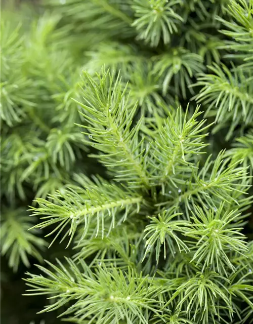 Picea glauca 'Conica'