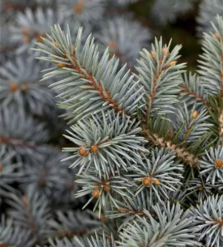 Picea pungens