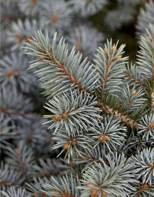 Picea pungens