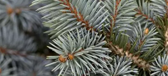 Picea pungens