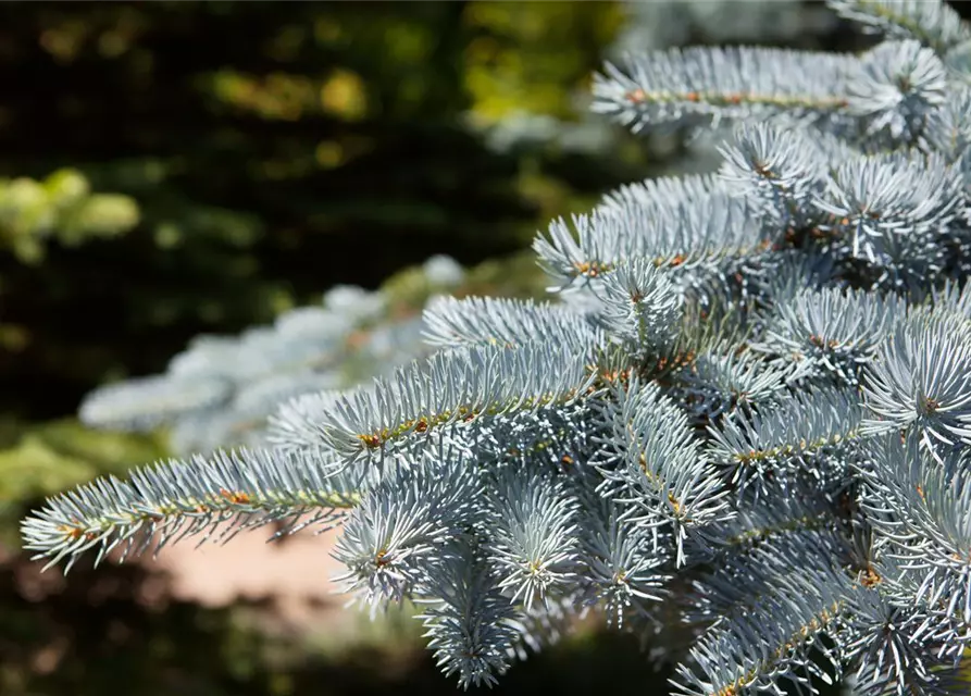 Picea pungens