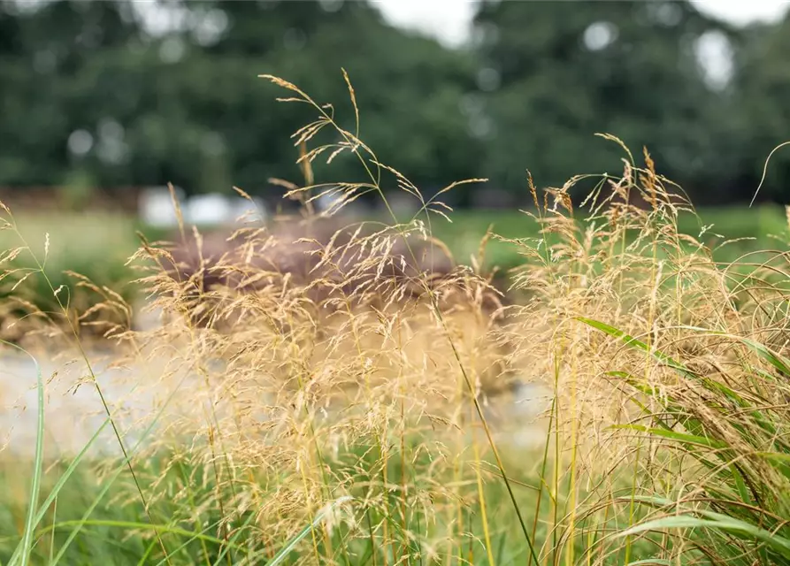 Panicum virgatum