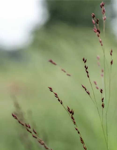 Panicum virgatum