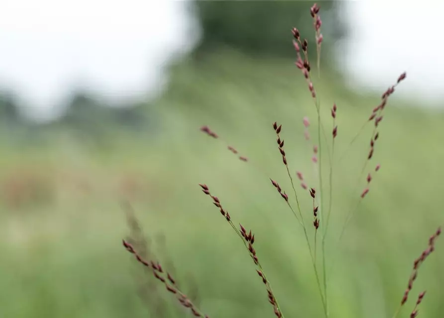 Panicum virgatum