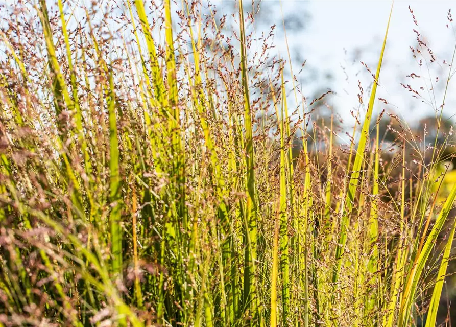 Panicum virgatum