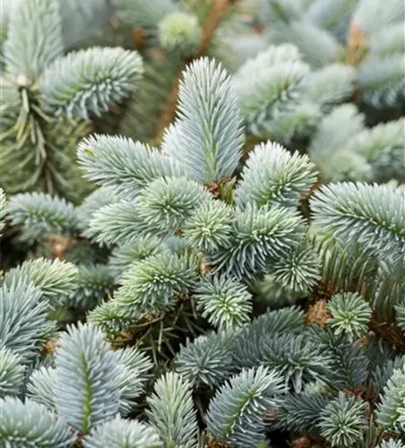 Picea pungens 'Glauca'