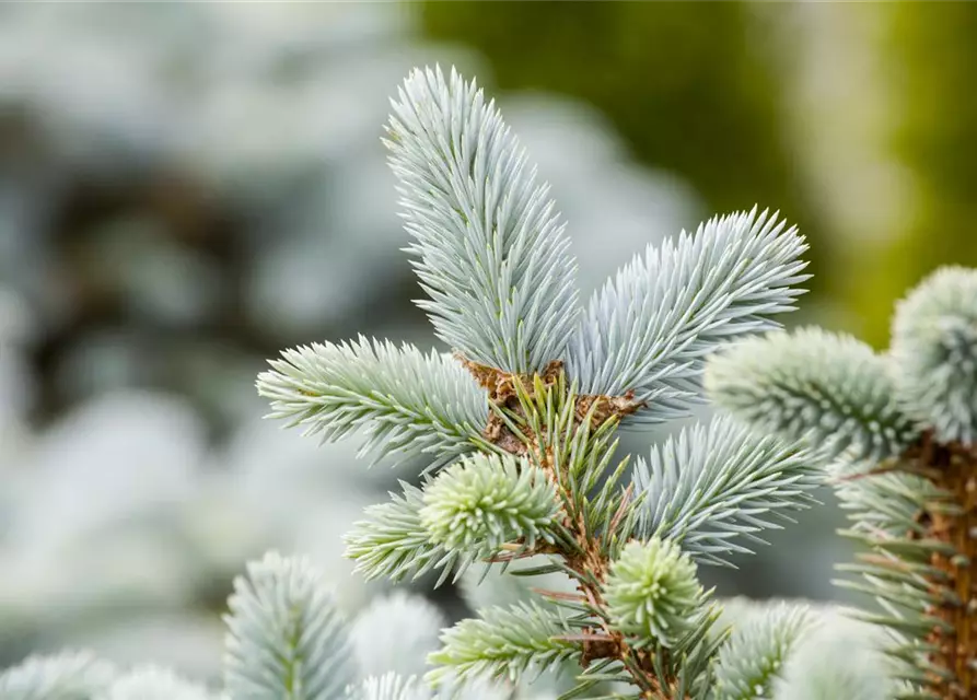 Picea pungens 'Glauca'