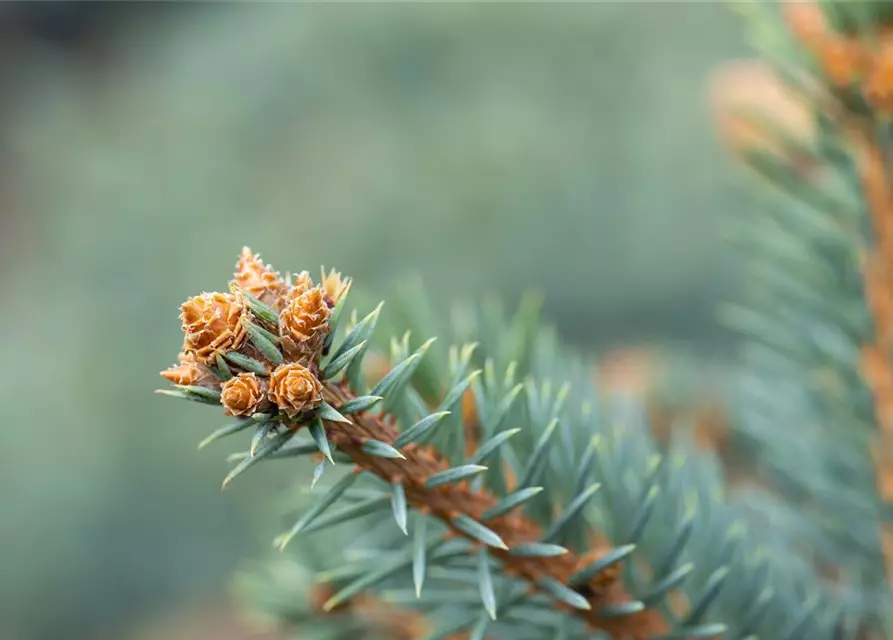 Picea pungens 'Glauca'