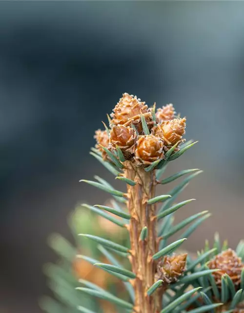 Picea pungens 'Glauca'