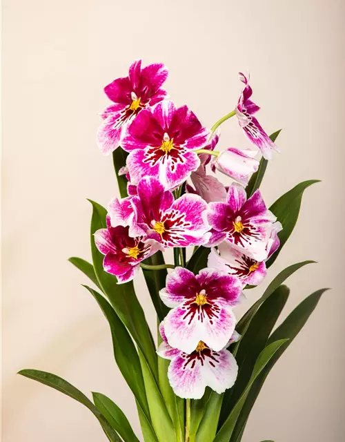 Miltonia