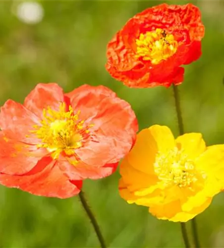 Papaver nudicaule