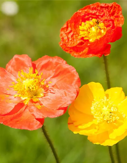 Papaver nudicaule