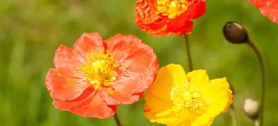 Papaver nudicaule