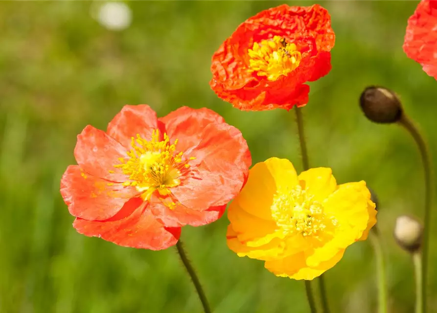 Papaver nudicaule