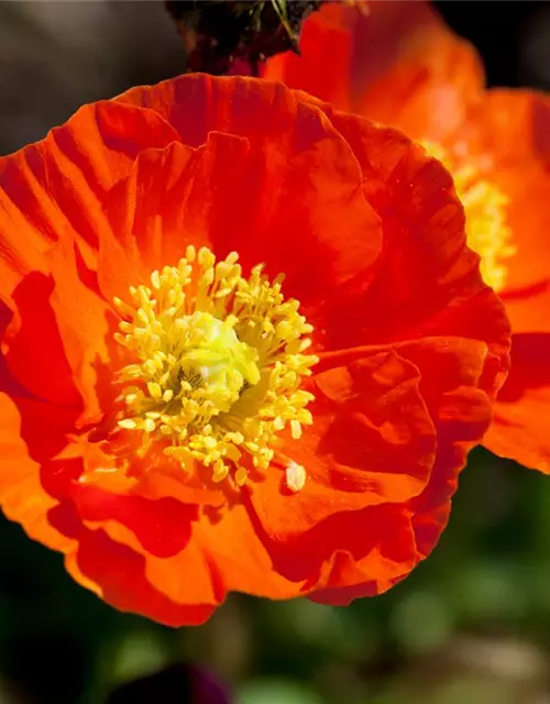 Papaver nudicaule