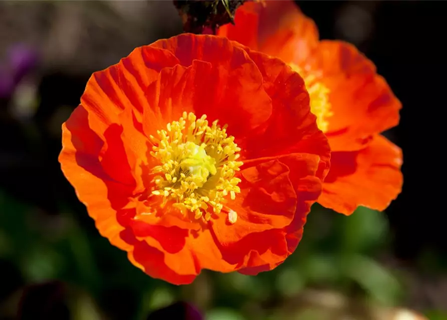 Papaver nudicaule