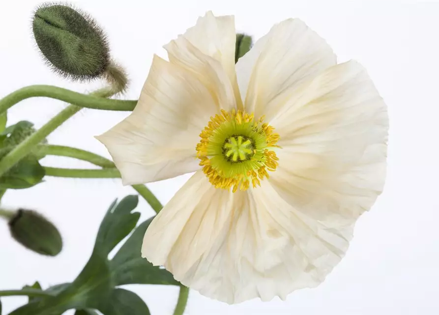 Papaver nudicaule