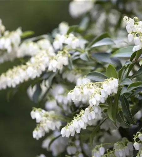 Pieris japonica