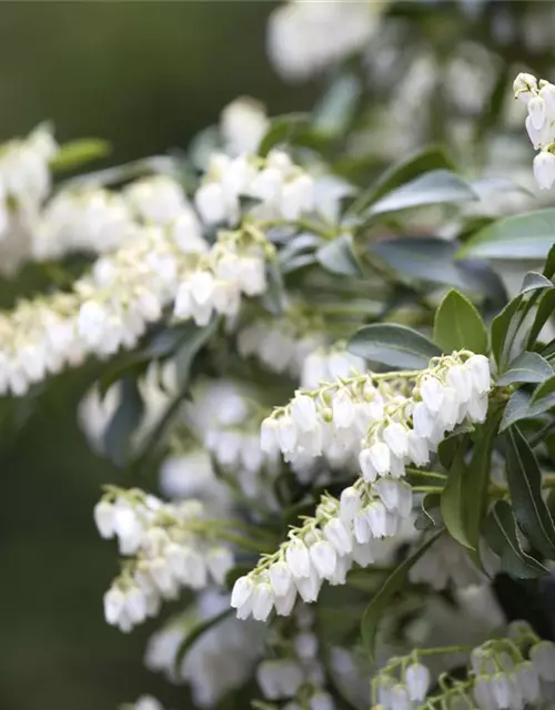 Pieris japonica