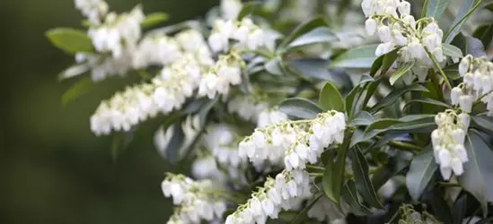 Pieris japonica