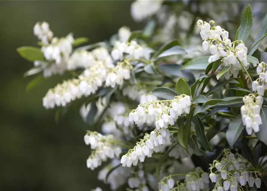 Pieris japonica