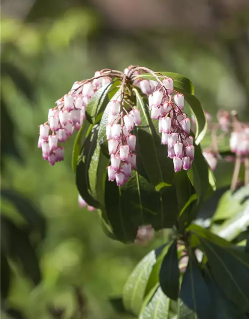 Pieris japonica