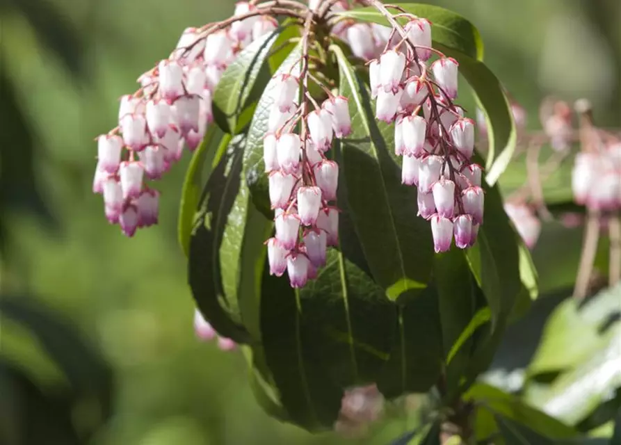 Pieris japonica