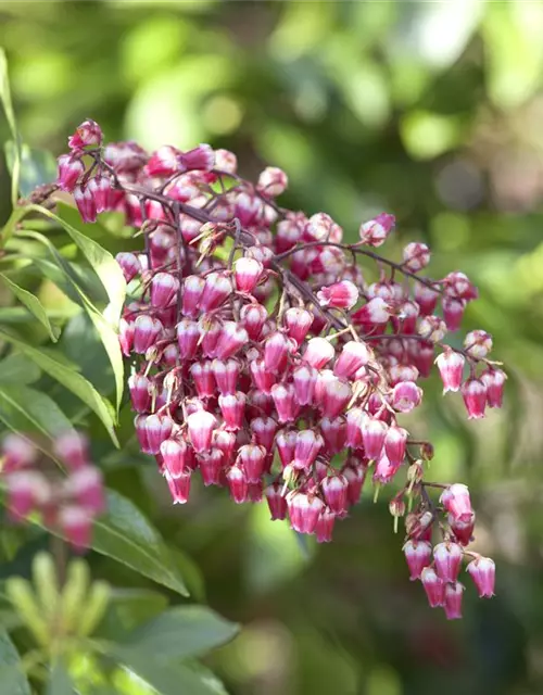 Pieris japonica