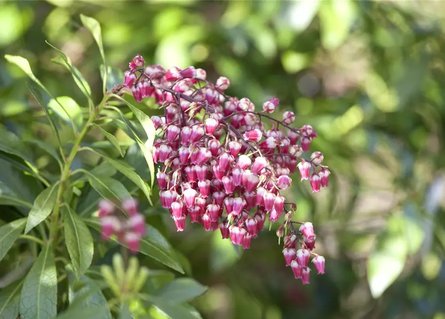 Pieris japonica