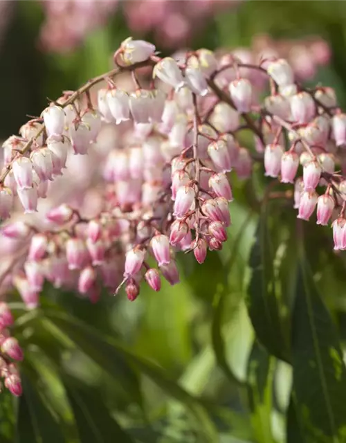 Pieris japonica