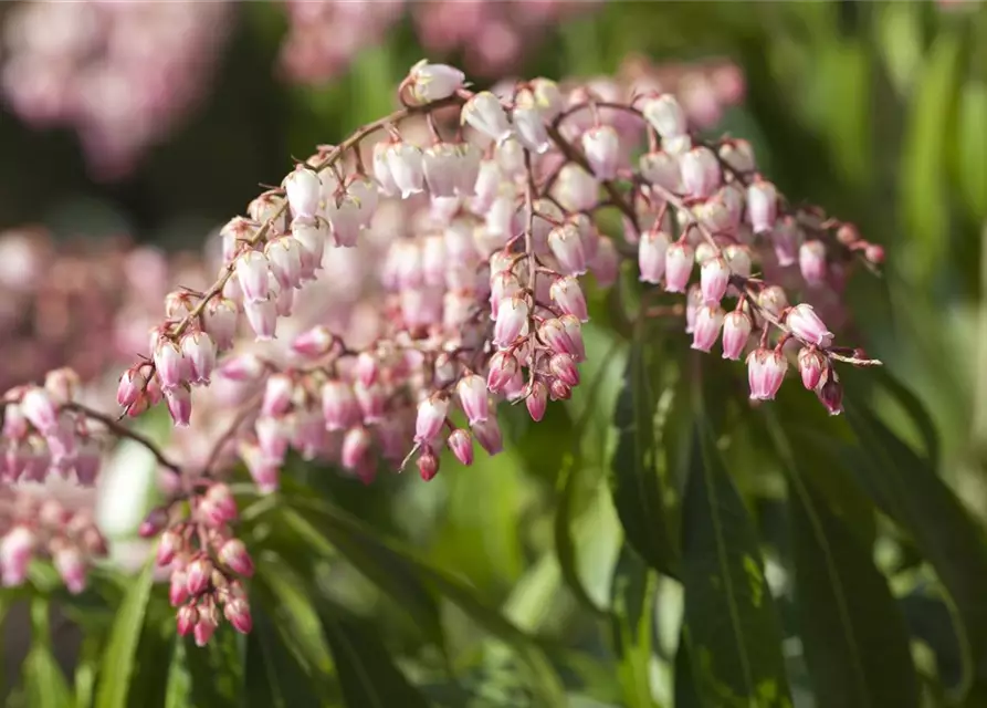 Pieris japonica