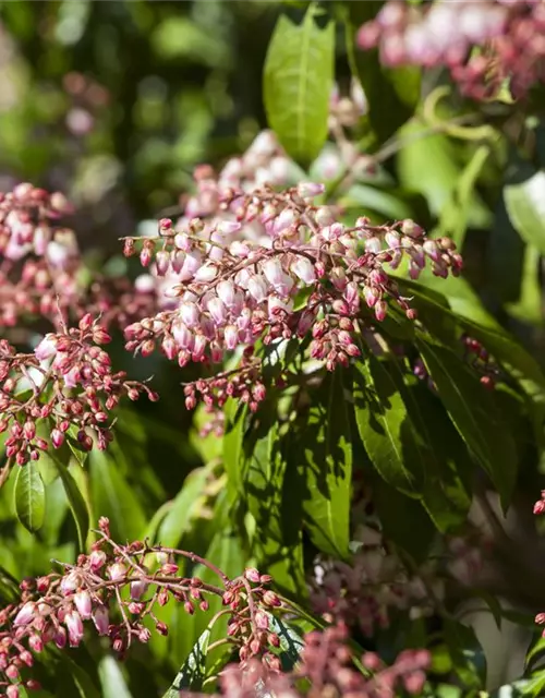 Pieris japonica