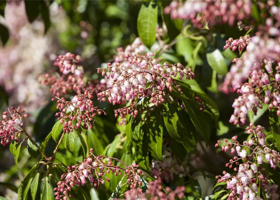 Pieris japonica