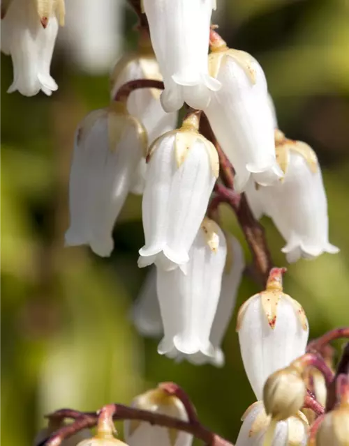 Pieris japonica