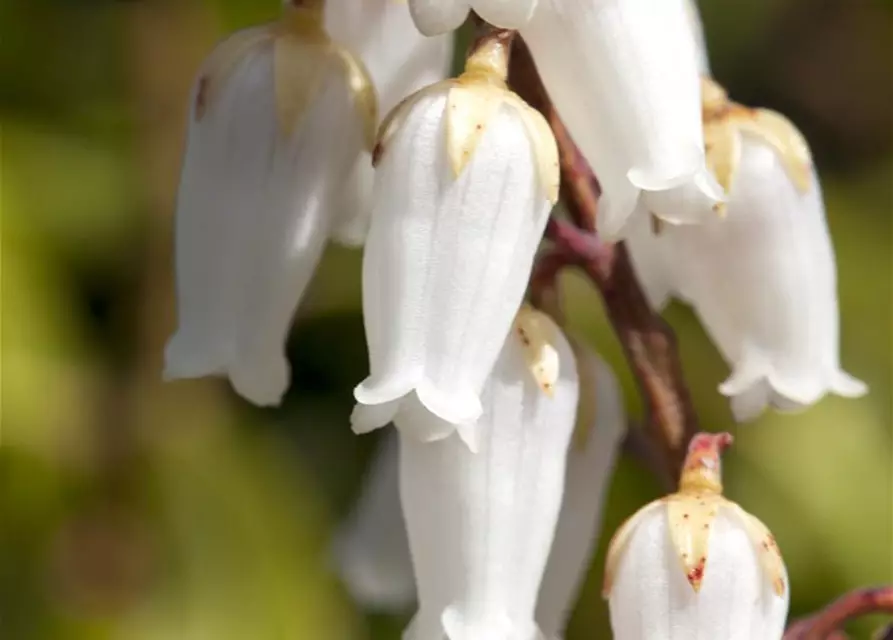 Pieris japonica