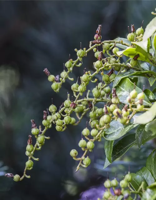 Pieris japonica