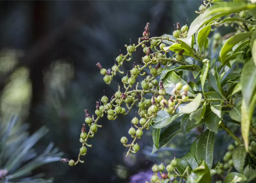 Pieris japonica