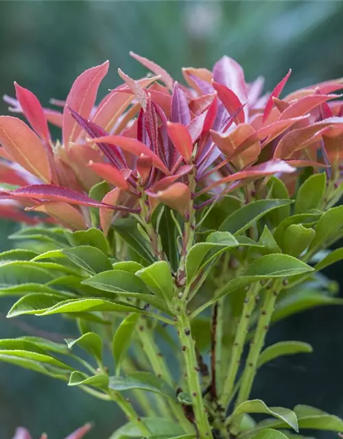 Pieris japonica