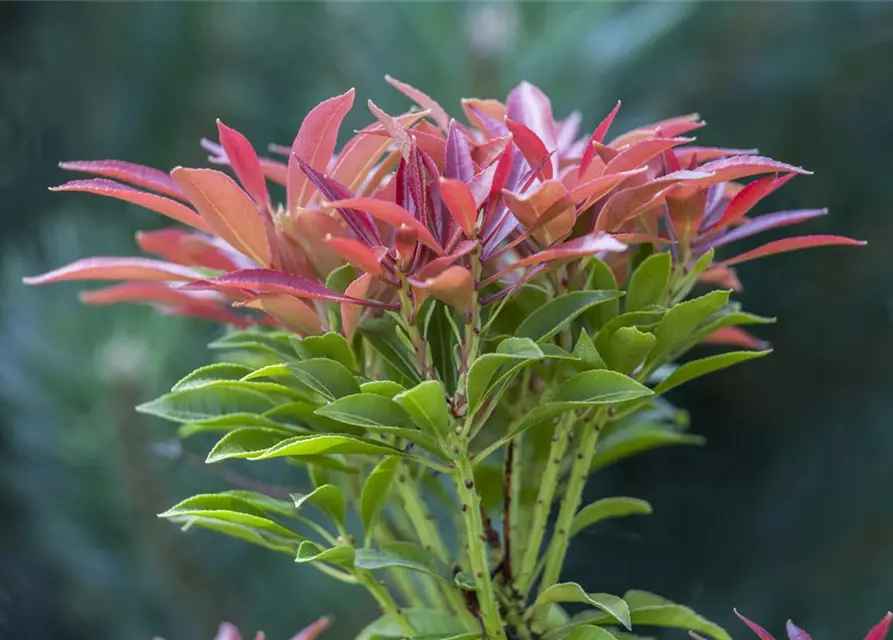 Pieris japonica