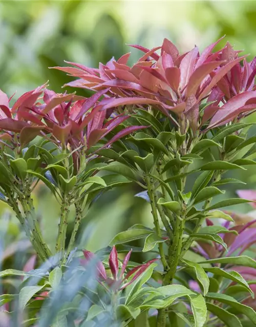 Pieris japonica