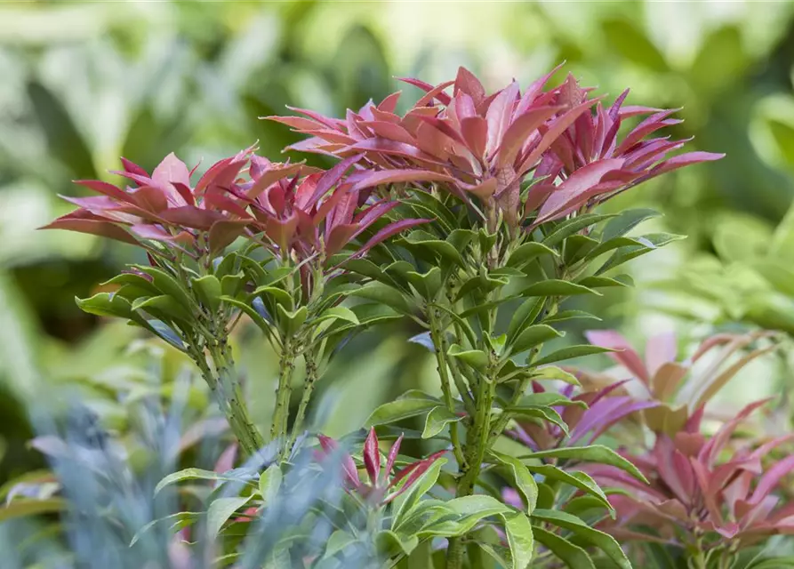 Pieris japonica