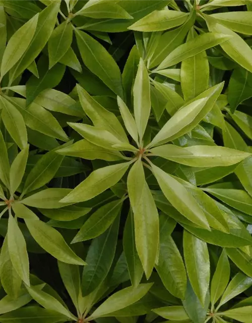 Pieris japonica