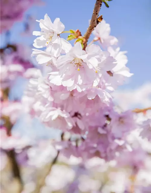 Prunus serrulata