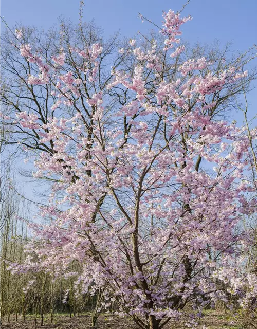 Prunus serrulata