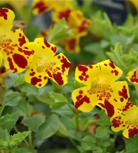 Mimulus x hybrida