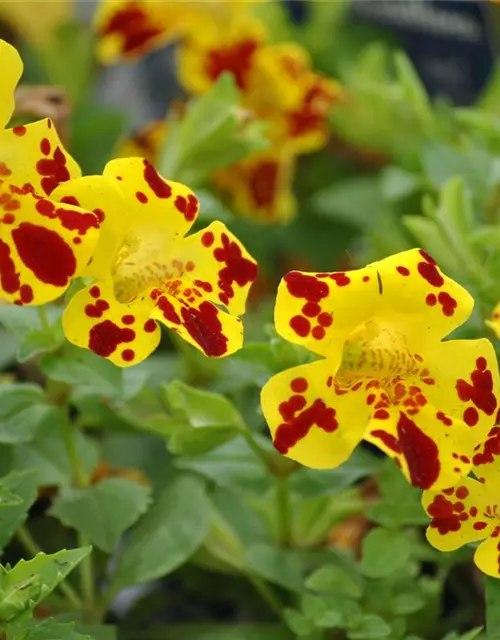 Mimulus x hybrida