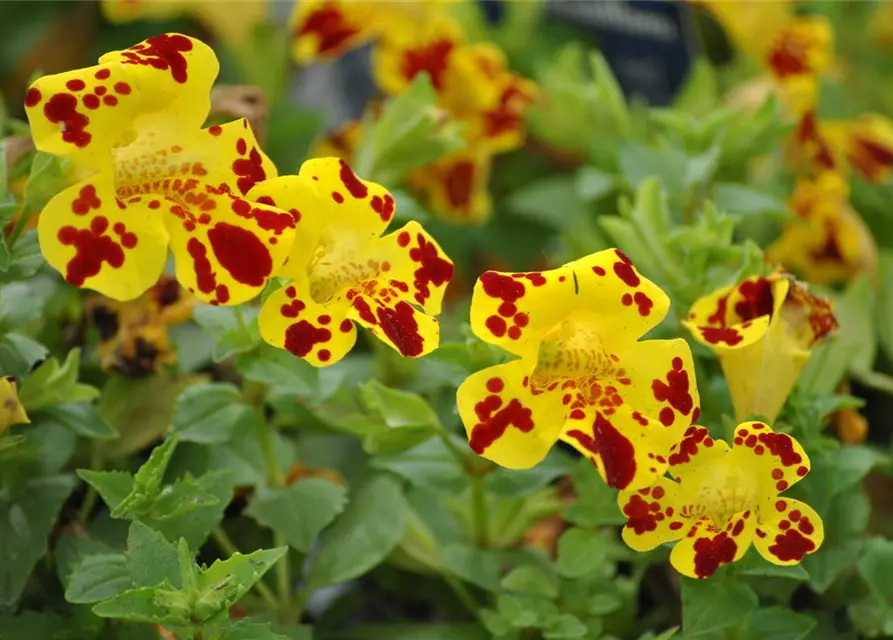 Mimulus x hybrida