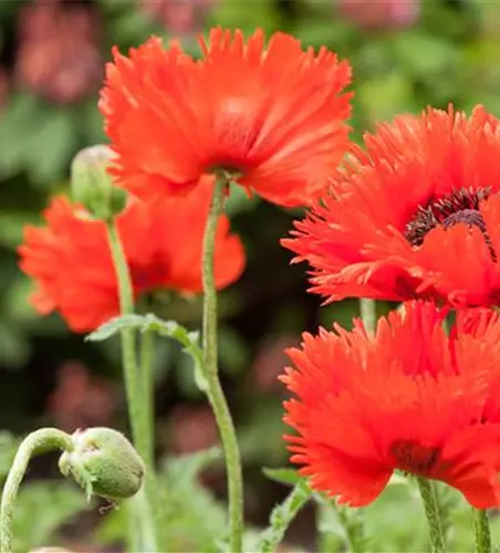 Papaver orientale