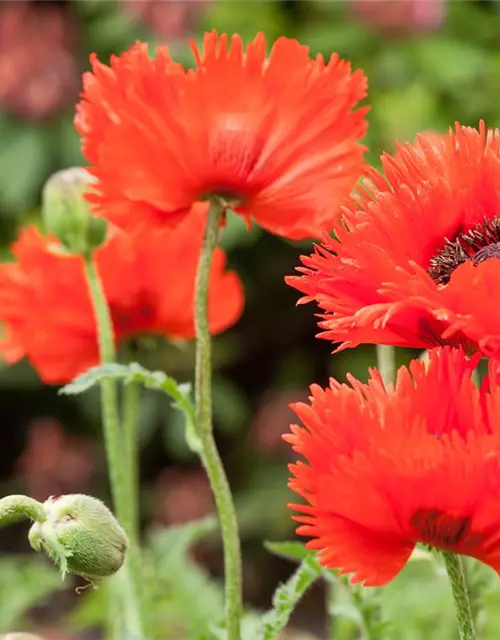 Papaver orientale