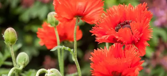 Papaver orientale